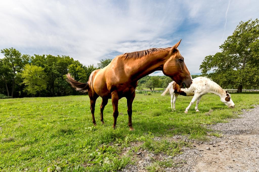 Horses grazing in the pasture at Lake Quivira